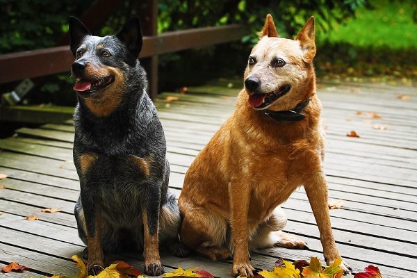 Beautiful two australian cattle dog