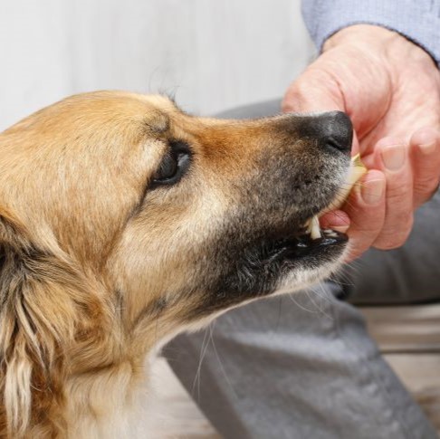 Can dogs eat apples