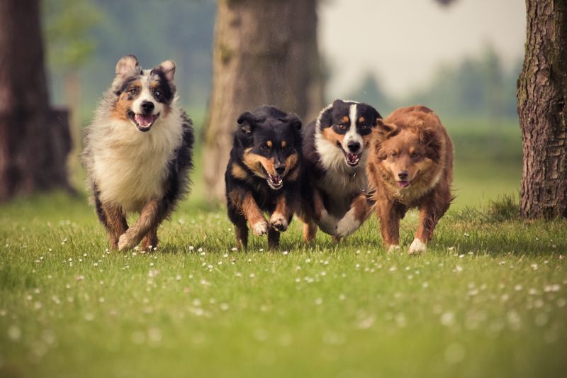 Four Australian Shepherd running over the lawn