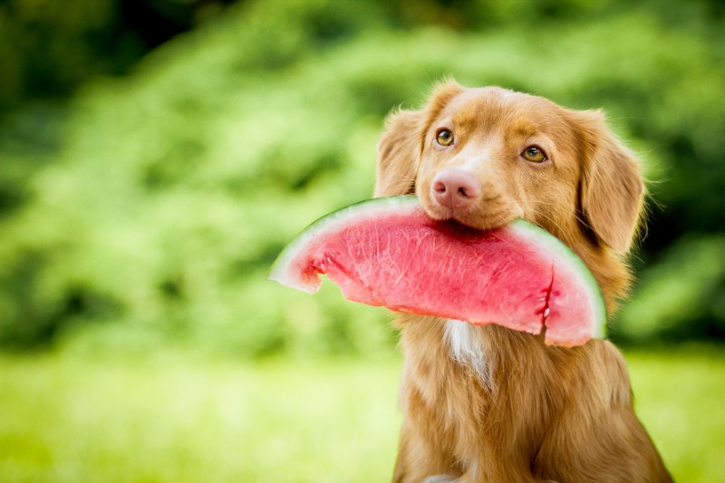 cute and adorable nova scotia duck tolling retriever dog aka toller holding a watermelon in its mouth