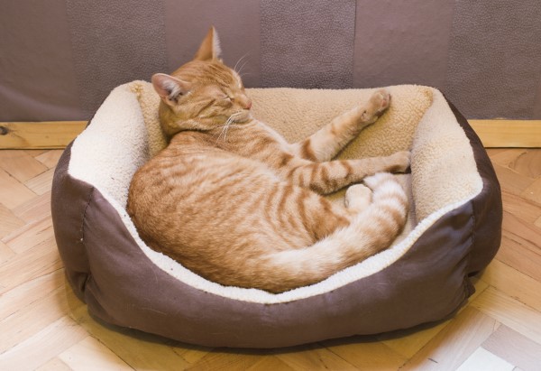 Sleeping orange cat in cat bed