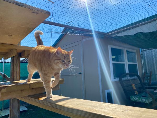 Stunning portrait of charming orange tabby cat walking around the outdoor feline enclosure