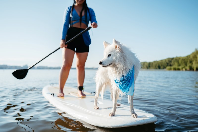 Snow-White Japanese Spitz Dog Standing on Sup Board, Woman Paddleboarding with Her Pet on City Lake Early Morning