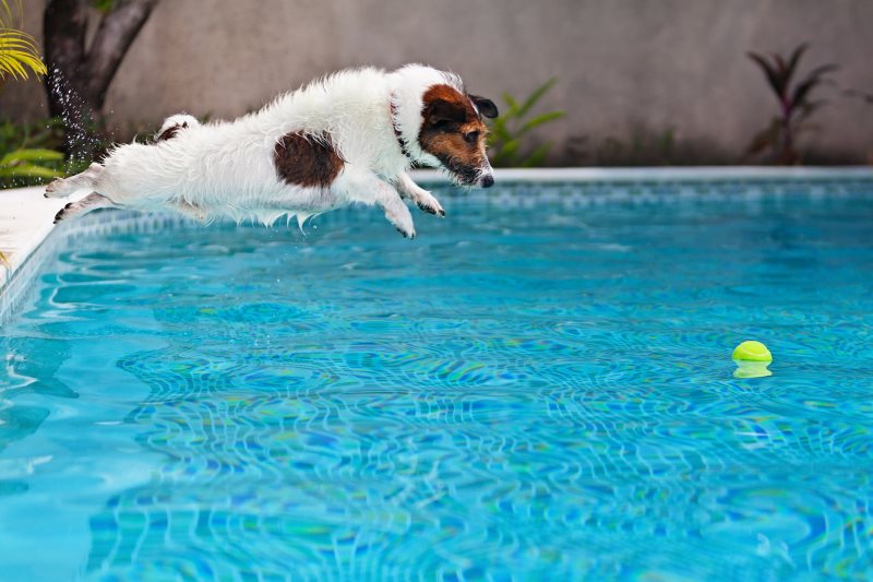 Dog swimming Bow Wow Meow