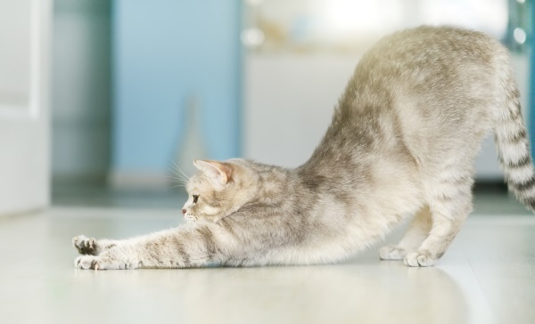 Cat stretching. Yoga cat