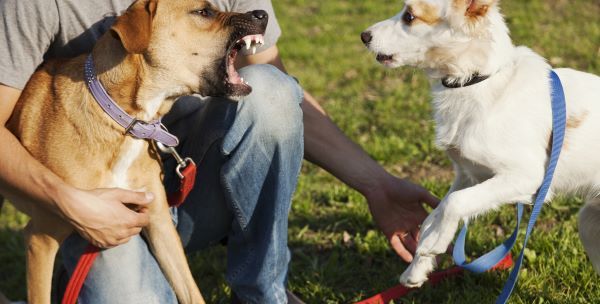 Puppy socialisation Bow Wow Meow