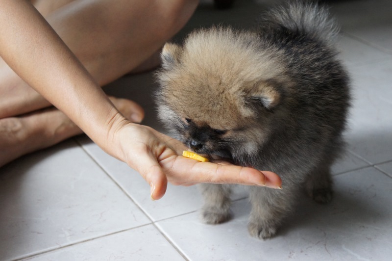 A Pomeranian pupy eating a piece of mango from human's hand