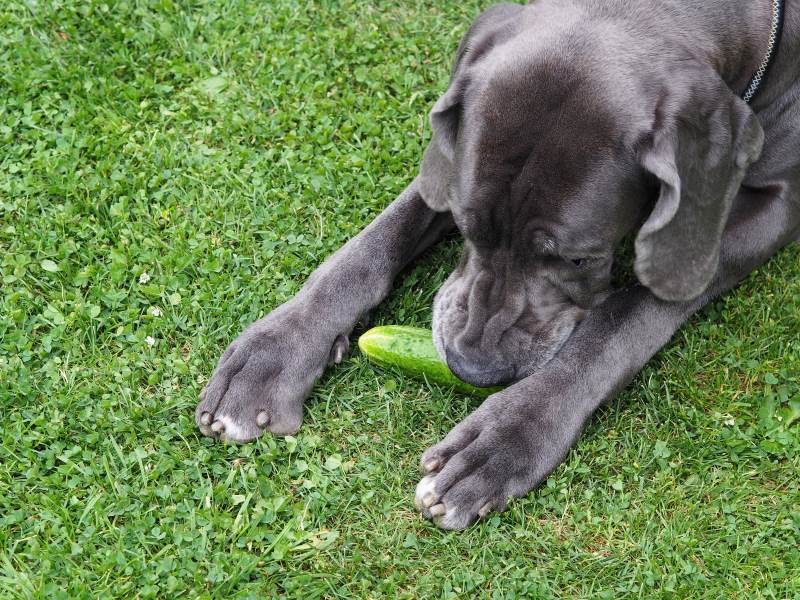 A large dog, a breed of Great Dane, lies on the grass and eats cucumber in the garden in summer, top view.