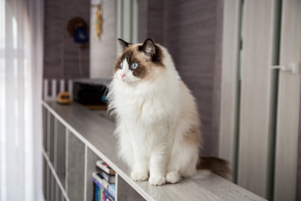 Young healthy beautiful purebred Ragdoll cat, on the bed