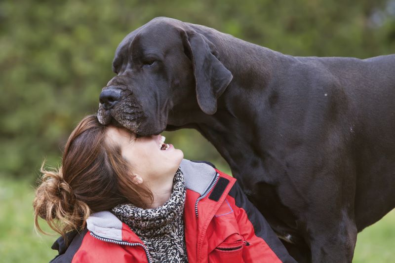 girl laughing while her dog kisses. tender moment