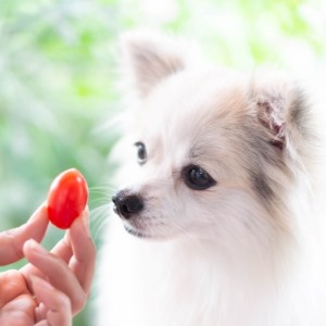 Closeup cute pomeranian dog looking red cherry tomato in hand with happy moment