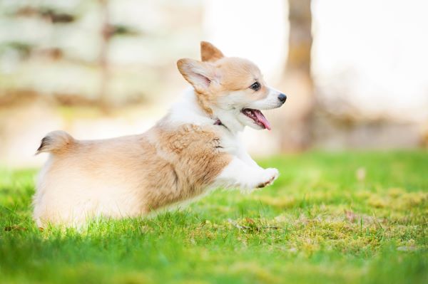 Pembroke welsh corgi puppy playing in the yard