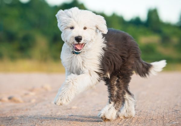 Happy bobtail puppy running in summer