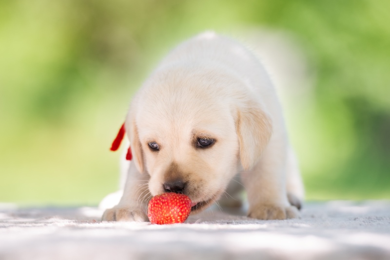 Adorable puppy eating strawberry