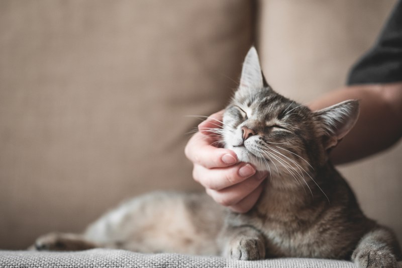 Gray striped cat with woman's hand on a brown background