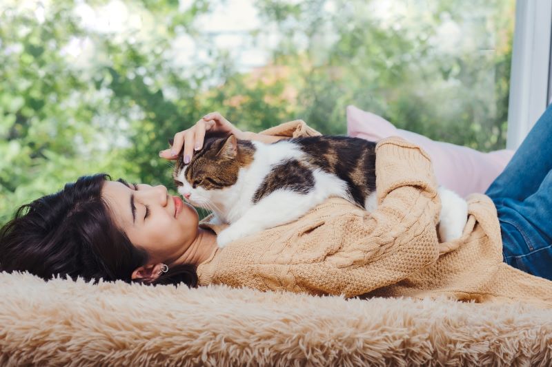 Fluffy and cute scotish cat laying down on asian woman chest while she lay dow on brown carpet at living room, touching cat with love feeling