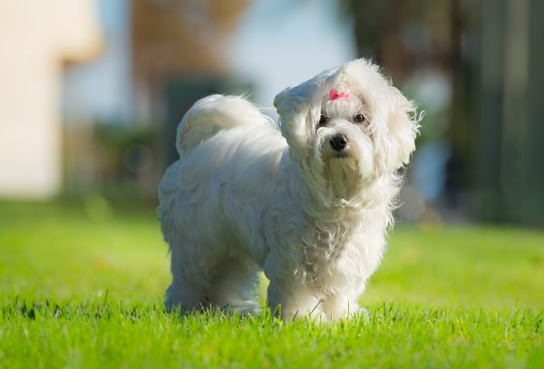 A cute female maltese dog