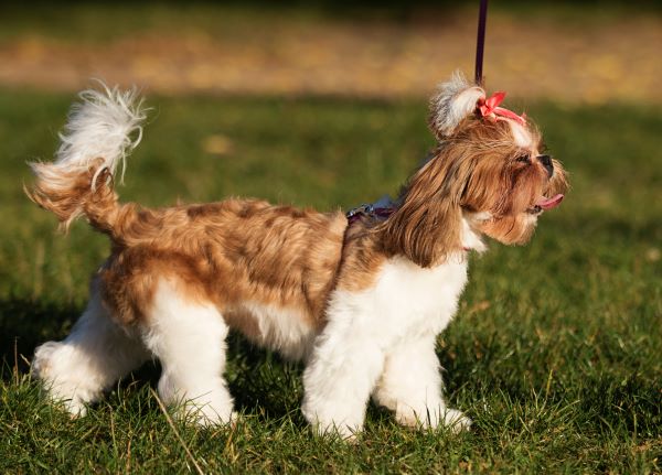 dog shi tzu outdoors in the park