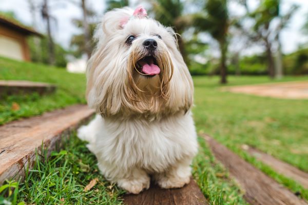 Beautiful lhasa apso dog