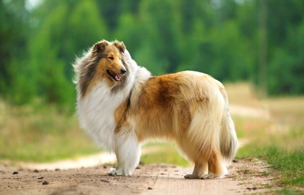 Rough collie