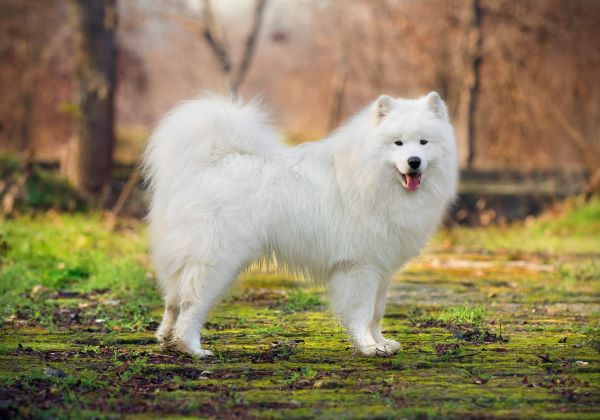 beautiful Samoyed in the woods