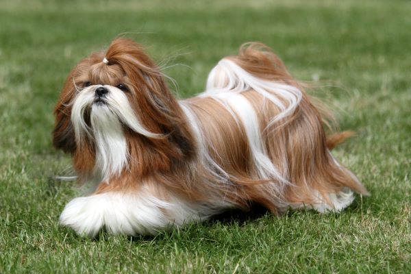 Shi tzu dog breed Bow Wow Meow