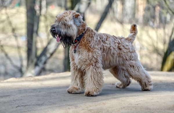 Standing Irish Soft Coated wheaten terrier