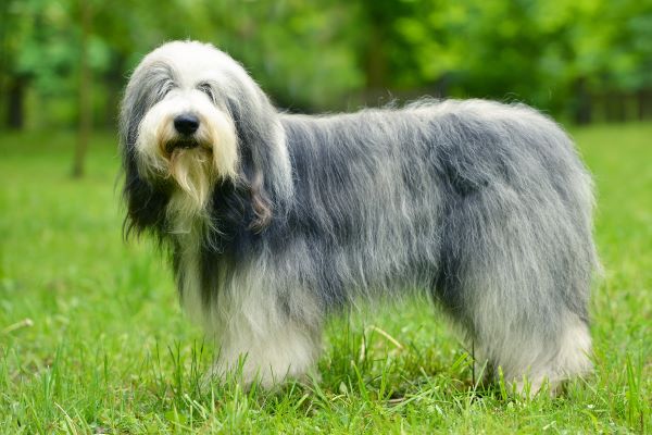 old english sheepdog bobtail