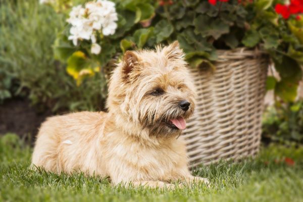 Cairn Terrier sitting near flowers