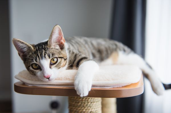 Cute Tabby Kitten Relaxing on Top of Cat Tree