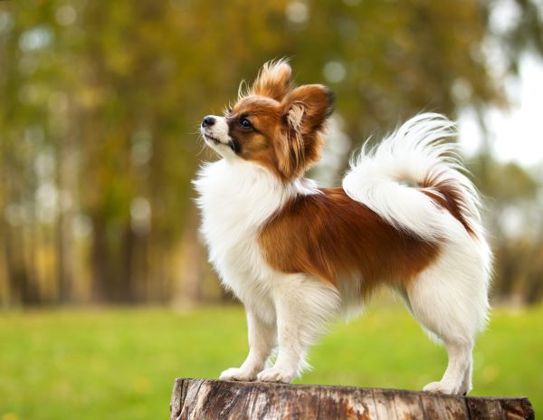 Papillon on the background of autumn park