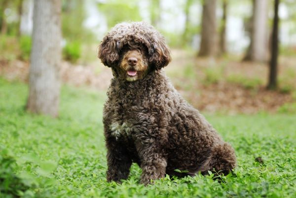 portuguese water dog stands majestically in the ivy covering his yard