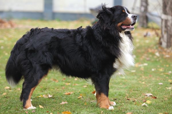 Bernese mountain dog lying on grass during fall day