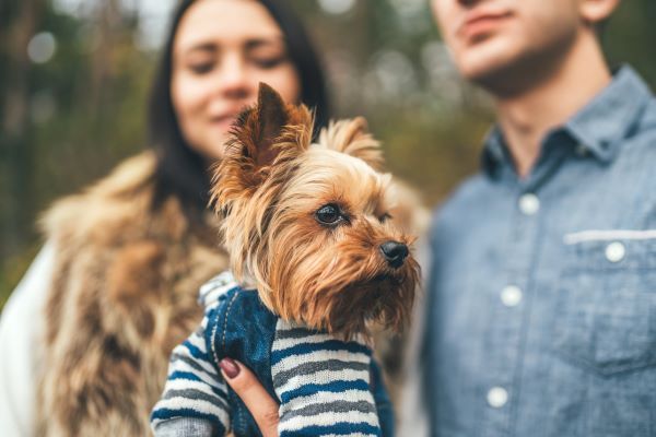 Pretty couple with little yorkshire terrier walking in the forest