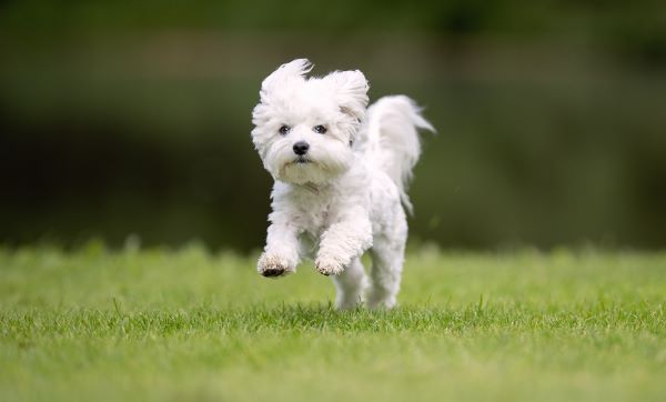 Portrait of beautiful dog breeds