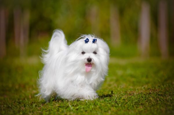 maltese dog walking outdoors