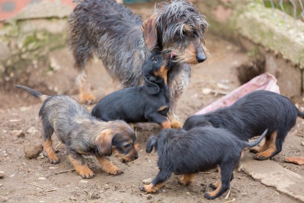 Puppy socialisation Bow Wow Meow