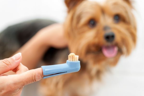 Female Hand holding toothbrush with toothpaste and yorkshire dog in background.