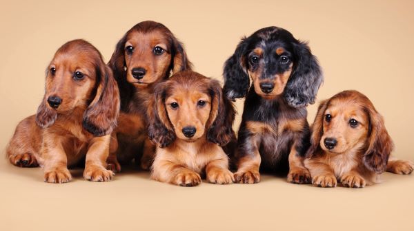 Dachshund Puppies on the sandy background