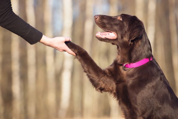 beautiful brown dog gives paw