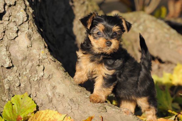 petite Yorkshire terrier puppy 7 weeks plays in the garden