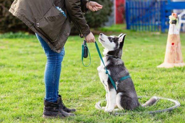 Puppy training Bow Wow Meow