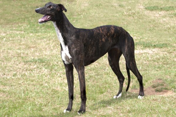 Stately very dark brindle greyhound looking at someone or something