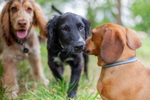 Puppy socialisation Bow Wow Meow