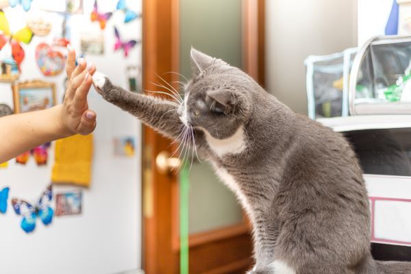 cat sits on the table and gives her owner a paw