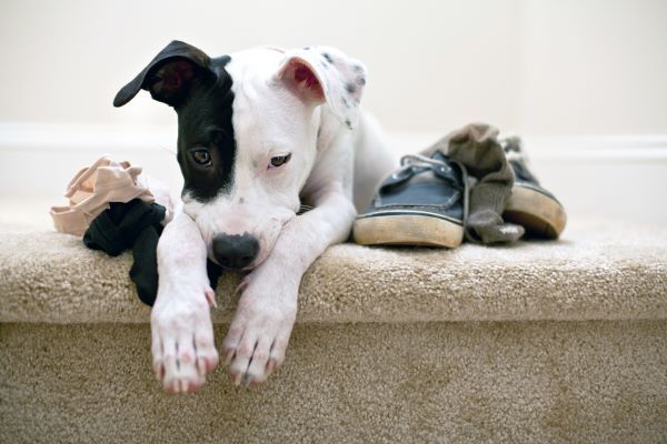 Naughty puppy caught chewing, now in trouble