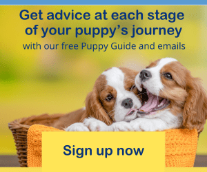 How to train a puppy Bow Wow Meow