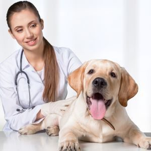 Top 5 health conditions for puppies Bow Wow Meow