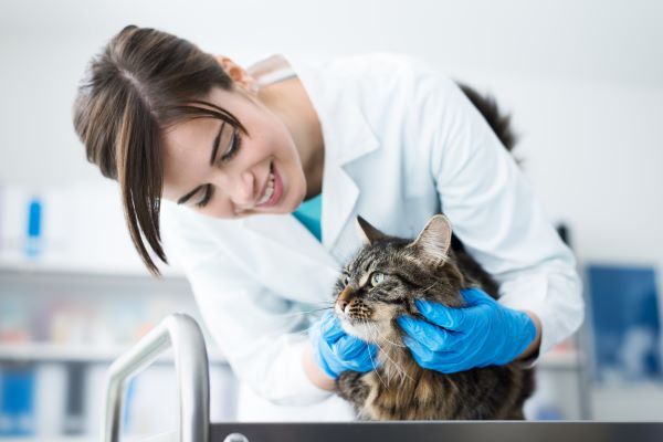 Top cat health conditions Bow Wow Meow