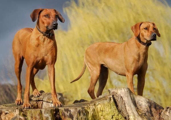 Rhodesian Ridgeback dog breed Bow Wow Meow